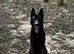 Female Belgain Malinois