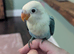 Hand reared DNA female Fischer lovebird
