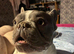 KC Registered Female French bulldog