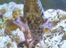 Endlicheri Endlicheri Bichir