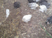 Young pekin chicks