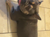 Male french bulldog