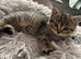 Male kitten(Chinchilla/British shorthair)