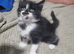 2 cute kittens