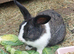 Male lionhead cross rabbits