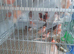 Canary birds