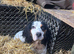 Tri Colour Cocker for stud