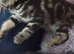 the last two  Tabby  kittens