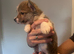 READY NOW! Beautiful Pembroke Welsh Corgi Puppies – Ready Soon