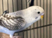 Black Wing Budgies