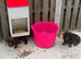 2 teckles 1 girl 1 boy for sale
