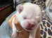 9 days old kc registered pedigree pug puppies