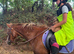 Allround childs pony