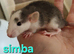 Pairs of Dumbo Rats for rehoming