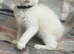 Gorgeous Tica ragdoll kittens