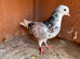 16 pigeons