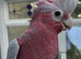 HAND-REARED GALAH COCKATOO – LOVELY FRIENDLY BABY