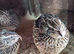 Courtnix japanese quails