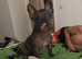 Hairless frenchbulldog