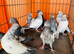 Young Pakistani pigeons