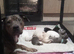 Puppies boy and girls for sale staff x German shepherd x lab