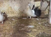 Fantail pigeons