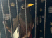 Myna Bird