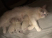 Ragdoll kittens