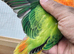 Green opaline lovebirds for sale