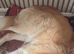 Blond border collie 4 years old