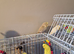 Budgies