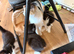 Kittens ready now
