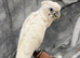 Friendly Baby HandReared Super Tame Cuddly Ducorps Cockatoo Parrot,13