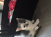 Beautiful Kittens Looking for Loving Homes