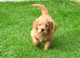 Stunning Male Goldendoodle