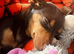 Pickle & his tiny daughter Lulu looking for their forever home!