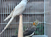 breeding pair
