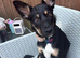 kelpie cross collie (Hallie)
