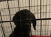 Cocker  spaniel  pups