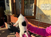 Parson jack Russell
