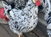 Exchequer Leghorn (Large Fowl) Hatching eggs x 6 eggs
