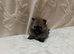Miniature Pomeranian boys