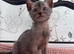 Pedigree Lykoi Kittens