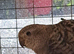 Red rumps