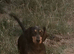 2 yrs old mini dapple dashund to rehome
