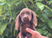 Cocker spaniel puppies