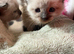 All reserved 3 lovely Siamese chocolate point kittens