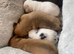 Rare colour / Merle Jack Russell Pups ( Wenlock) DNA Health Clear Stud