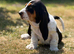 Quality KC REG. Basset puppies