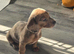 4 beautiful Dachshund puppies for sale